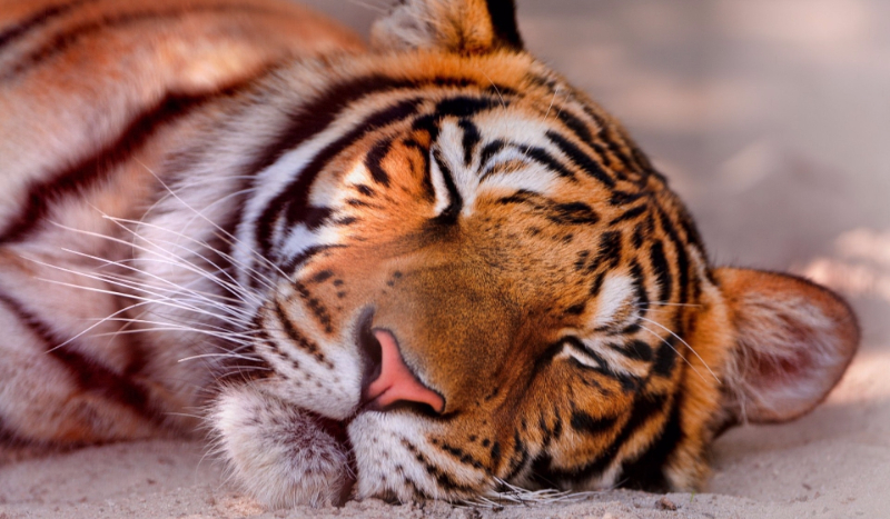 jaki jesteś tygrys?