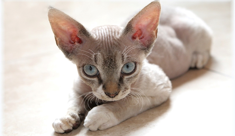 Jakim jesteś zwierzęciem domowym?