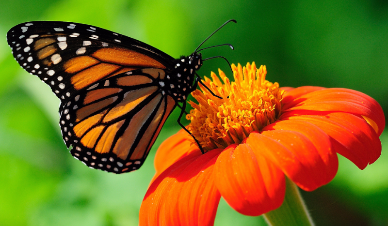 Czy szparagi były w Białymstoku?