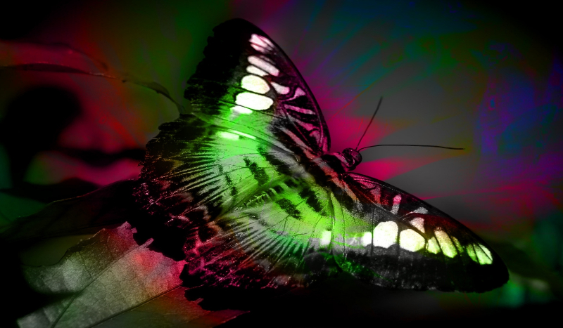 Butterfly – Specjal na 30 obs