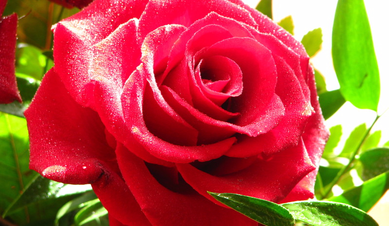 Z kim się ożenisz?