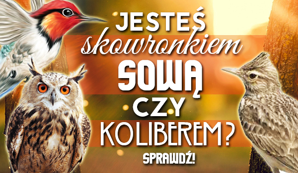 Jesteś skowronkiem, sową czy kolibrem?