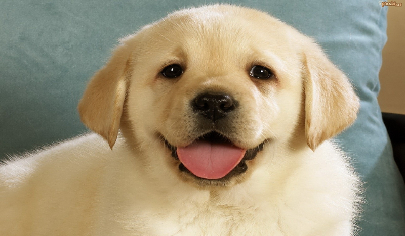 Test wiedzy o psach.(trudny)