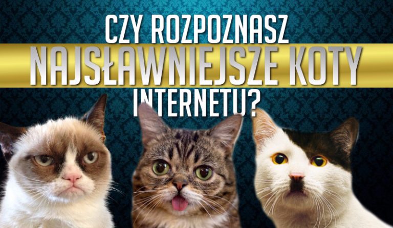 Czy rozpoznasz 18 najsławniejszych kotów internetu?