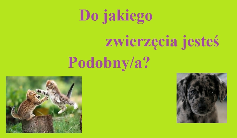 Do jakiego zwierzęcia jesteś podobny/a