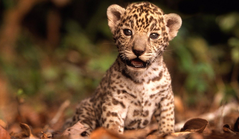 12 faktów o mnie ^-^