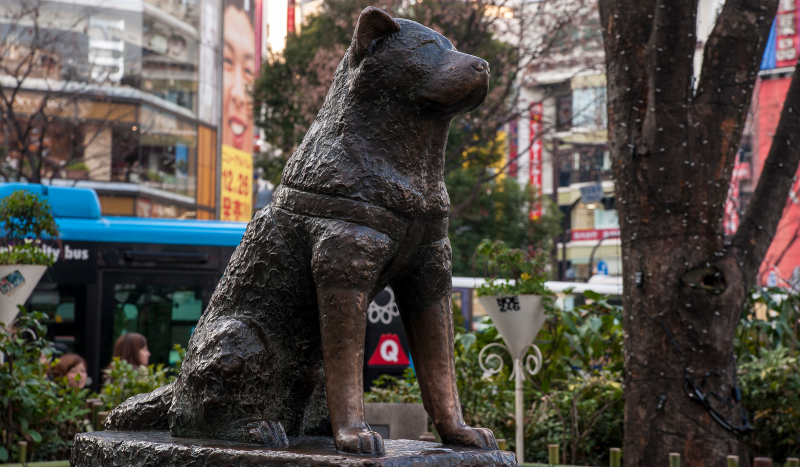 Hachiko prawdziwa historia #1