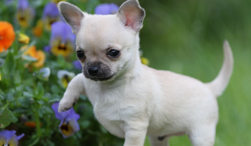 jakim psem jesteś??????????