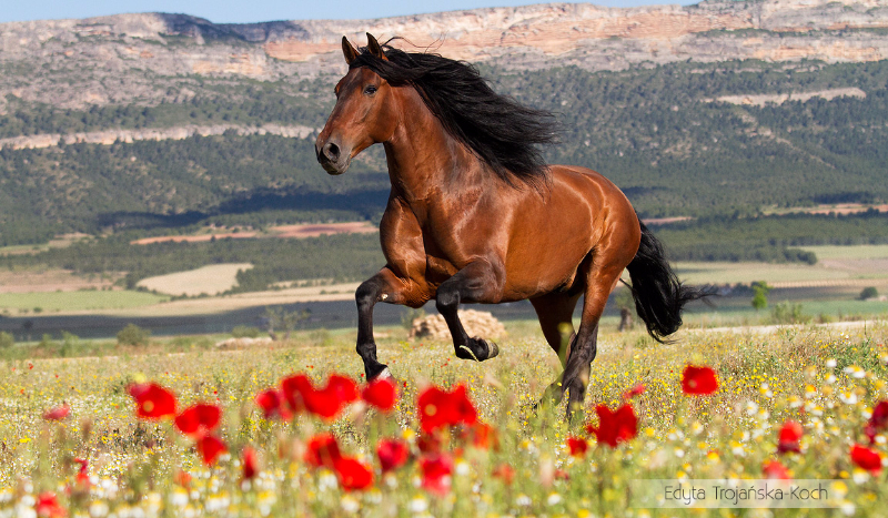 Gallopem po marzenia! #1