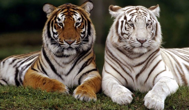 Ile wiesz o tygrysach?