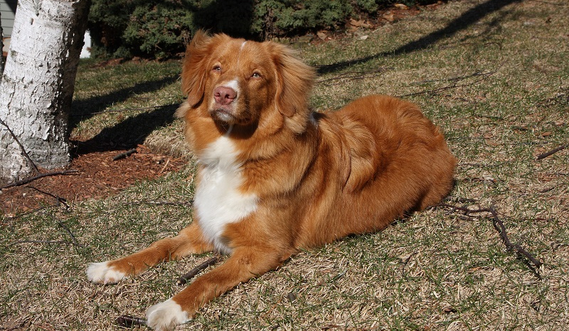 Czy przeżył byś jako dziki pies?