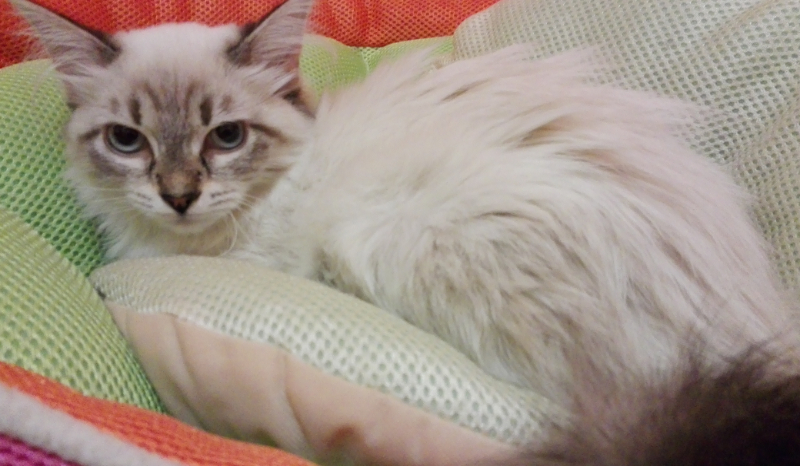 Czy rozpoznasz rasy kotów