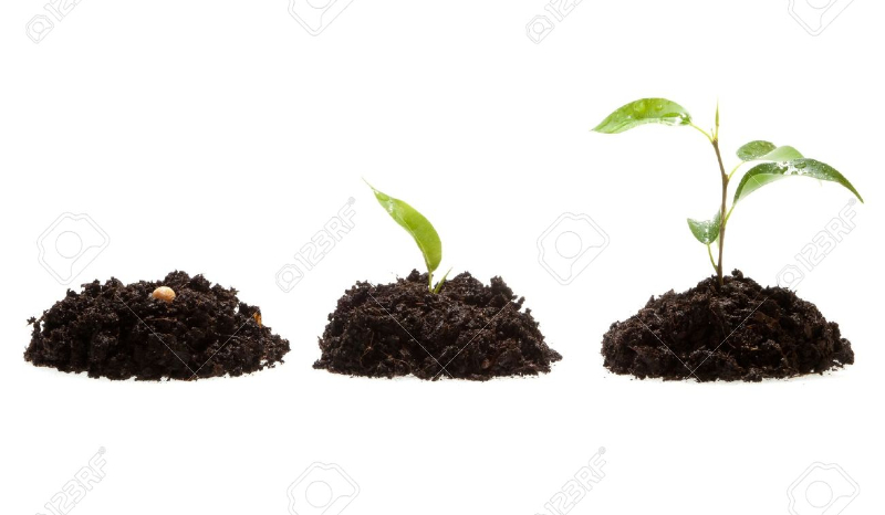 Jaką rośliną jesteś?