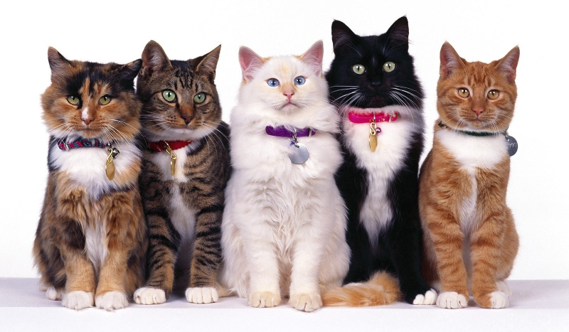 Którą rasą kota jesteś?