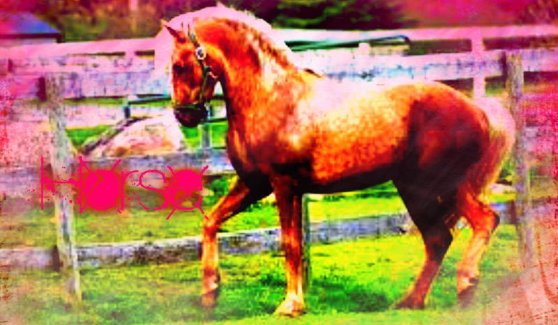 Jaki powinien być twój koń?