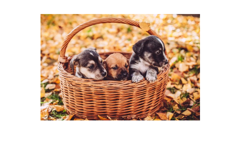 Czy Twój Pupil Cię Szczerze Kocha?