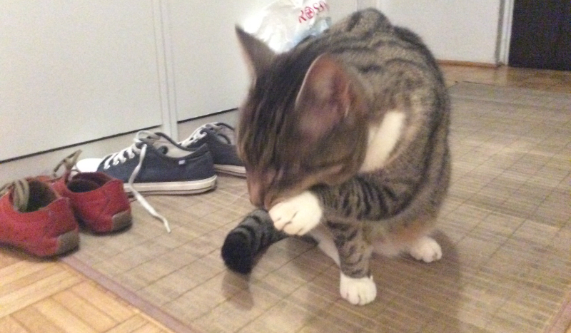 Kto ma więcej subów