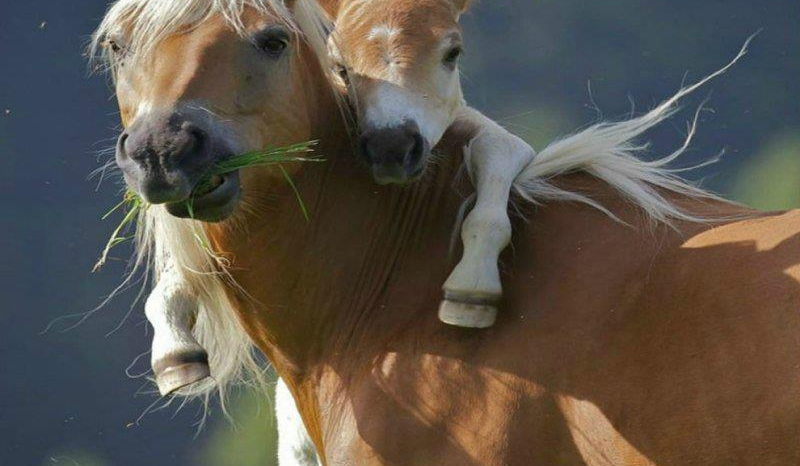 konie czy nie konie ?