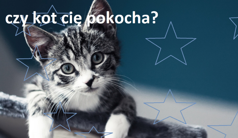 czy kot cię pokocha?