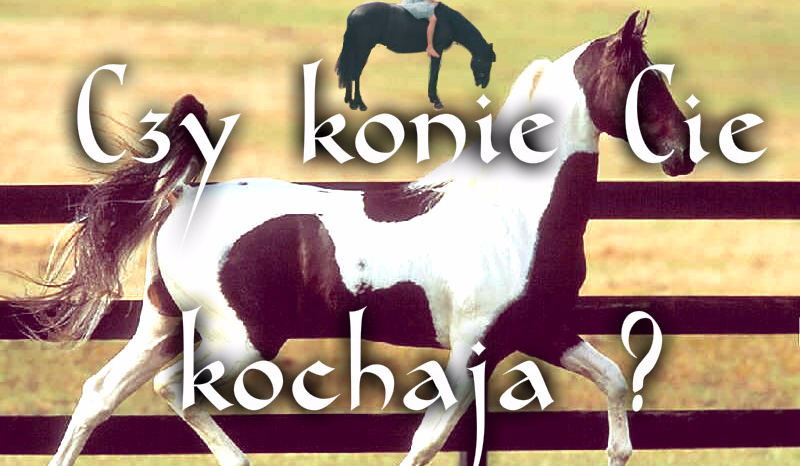 Czy konie Cie kochają ?
