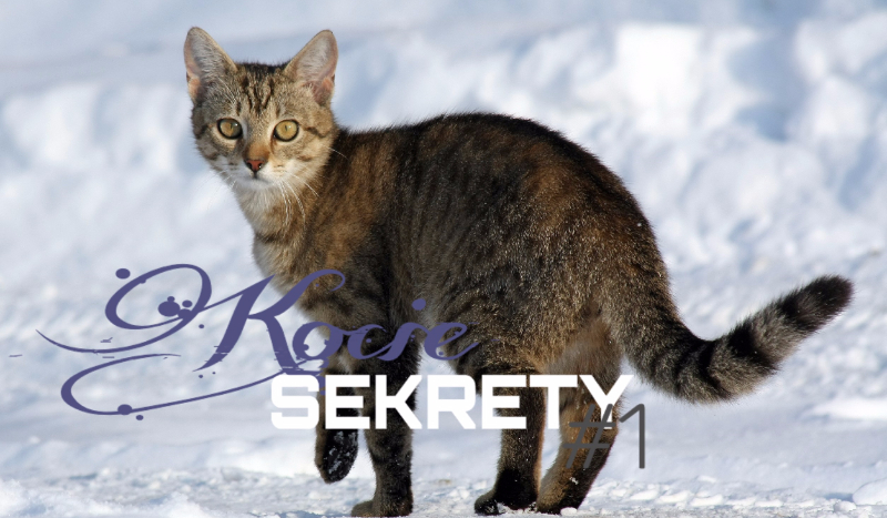 Kocie sekrety #1