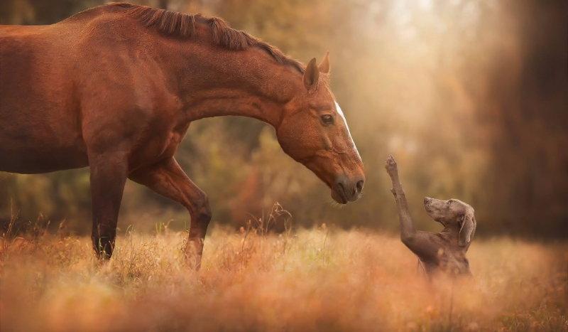 Jesteś koniem,psem czy wilkiem?