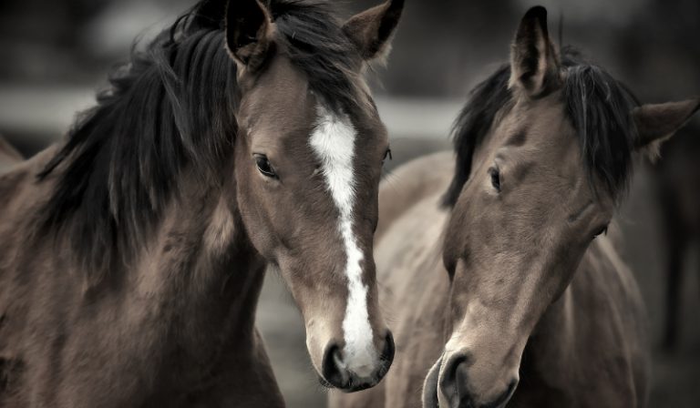 Czy rozpoznasz rase koni/kuców  po ich wyglądzie?