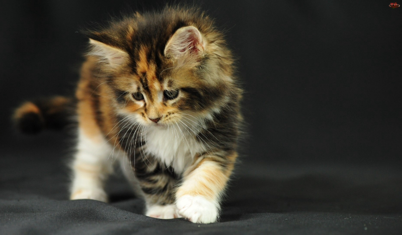 Jakim jesteś kotem?