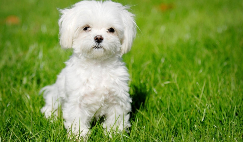 Czy twój pies Cię kocha ?