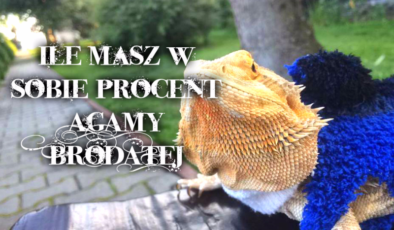 Ile procent masz w sobie agamy brodatej :D