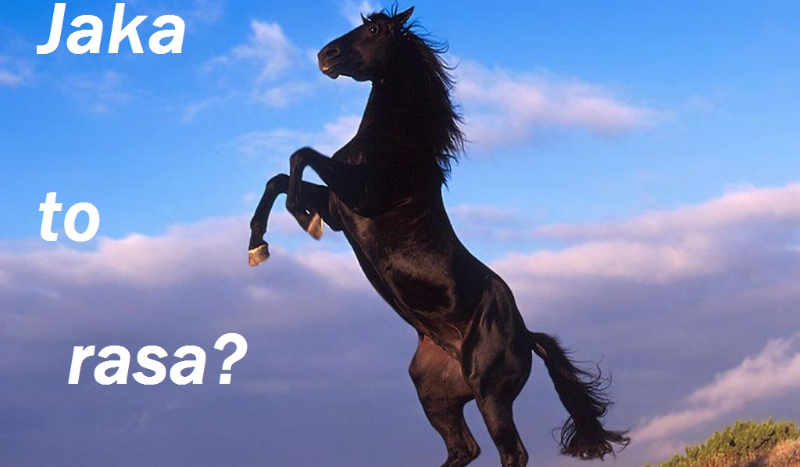 Jaka to rasa?