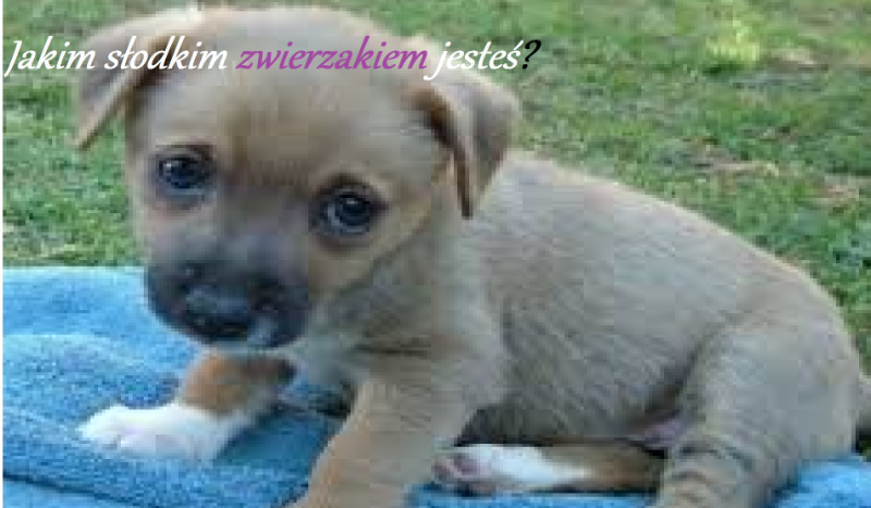 Którym słodkim zwierzakiem jesteś?
