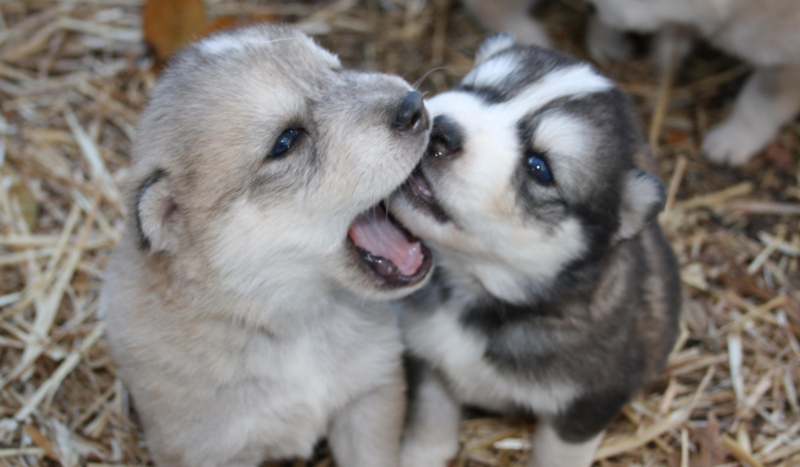 Czy odgadniesz rasy psów