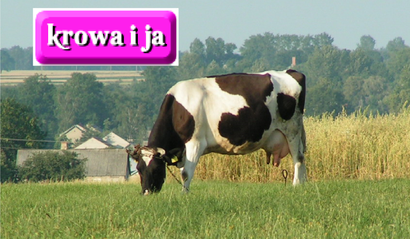 Krowa, i ja