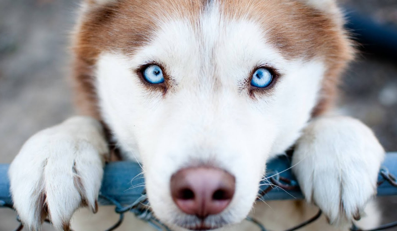 Jakim psem jesteś !?