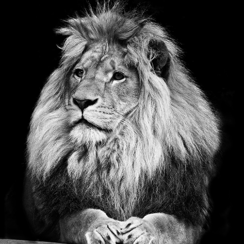 WikaWikulaWikuleczka