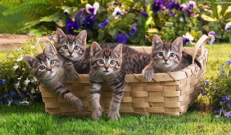 Czy rozpoznasz koty?