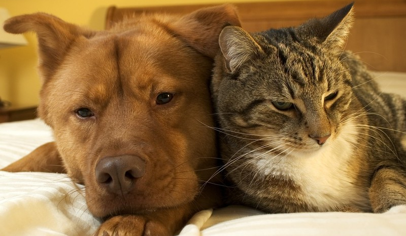 Jesteś bardziej otem czy psem?