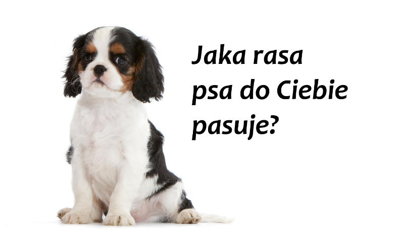 Jaka rasa psa do Ciebie pasuje?