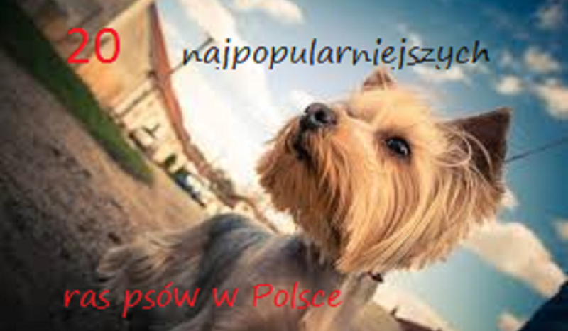 Czy uda ci się rozpoznać 20 najpopularniejszych ras psów w Polsce ?