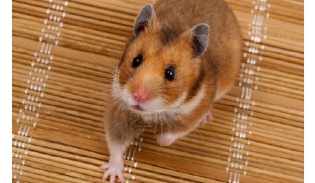 Jak dobrze znasz Chomika Syryjskiego?