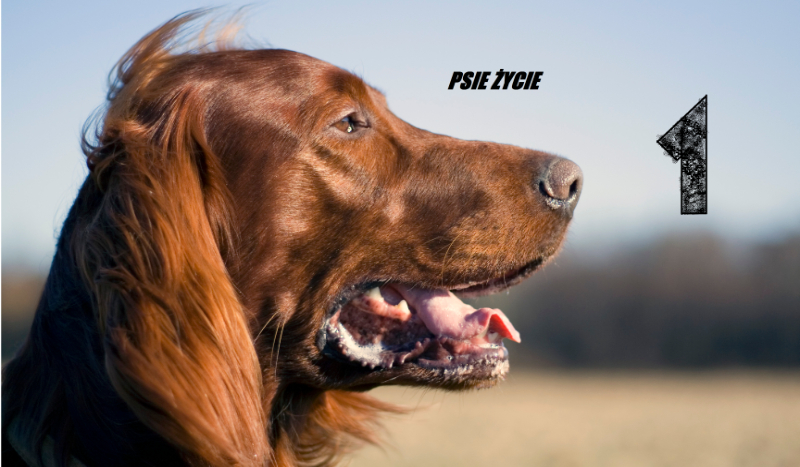 Psie życie #1