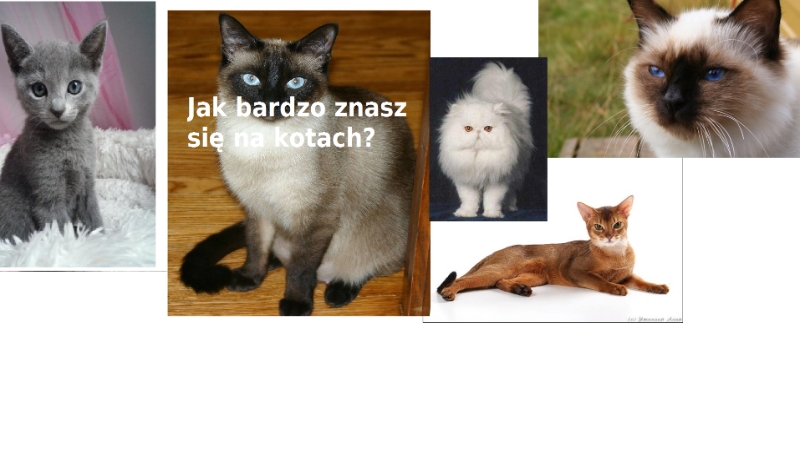 Jak bardzo znasz koty