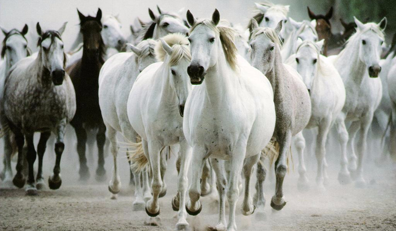 Stwórz swoją stadninę#1