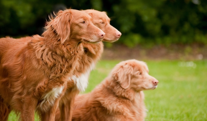 Czy dopasujesz podpisy do Retrieverów ?