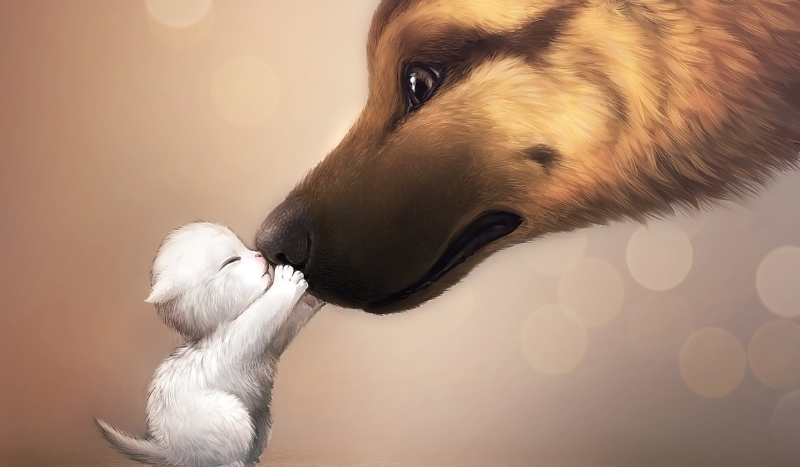 Jesteś bardziej psem czy kotem?