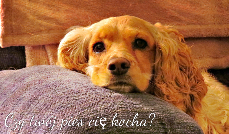 Czy twój pies cię kocha?