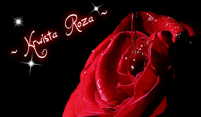 Krwista Róża # 1