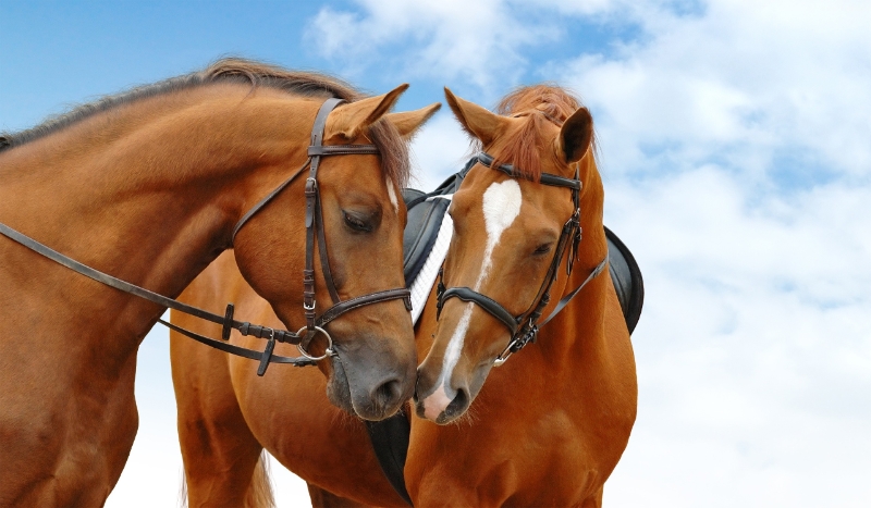 Jakie będziesz miał relacje ze swoim koniem?