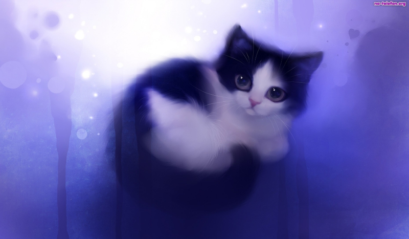 jakiego koloru będzie twój kot? – test